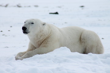 polar bear sitting