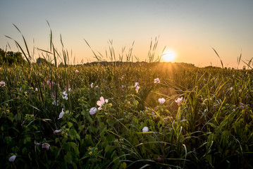 marsh and swamp nature preserve 