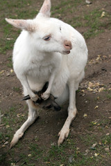 Obraz premium the albino western grey kangaroo has a brown joey