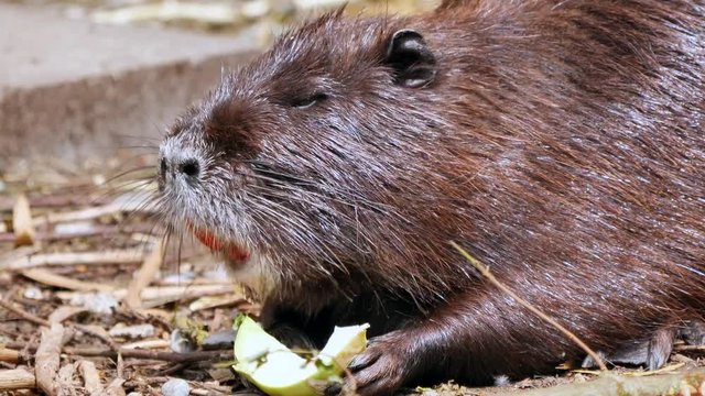 a brown swamp beaver (Myocastor coypus) eat vegetables . the mammal has an itchy fur.