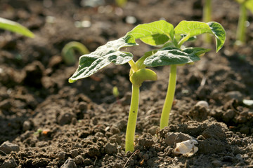 Young bean plants in the garden. New life by spring in country home garden. 