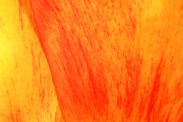 Yellow-red tulips. Details of spring flowers. Symbol of spring and new life.