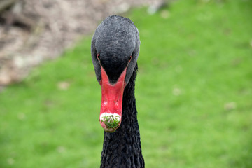 Fototapeta premium this is a close up of a black swan