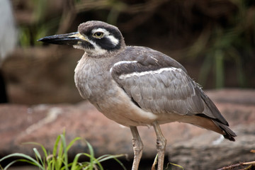 this is a close up of a bush stone curlew