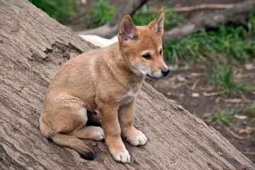 Naklejka na ściany i meble this is a side view of a golden dingo puppy 8 weeks old