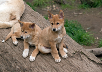 the 8 week old golden dingo are resting