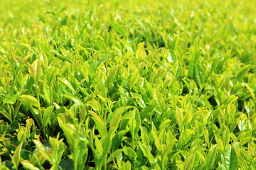 Young fresh green tea leaves