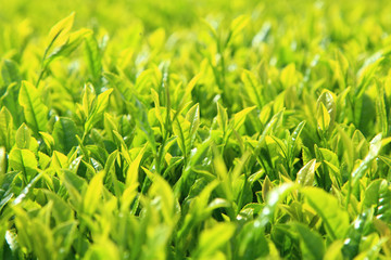 Young fresh green tea leaves