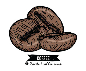 Collection of Coffee beans by Hand drawn with line-art on white backgrounds.