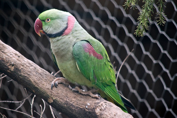 this is a side view of a green parrot