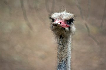 this is a close up of an ostrich