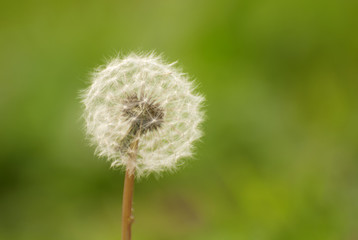 dandelion, flower, nature, seed, spring, summer,weed, freedom, achicoria amarga, meacamas, asteráceas, hierba adventicia, asteraceae, magnoliopsida, asterales, green
