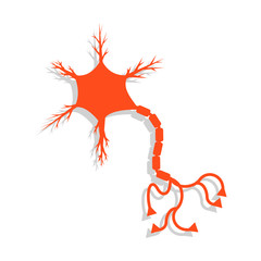 Neuron or human brain cell icon. Flat. Isolated. On white background. 