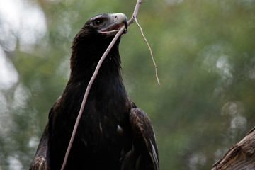 the wedge tailed eagle is holding a branch in his beak
