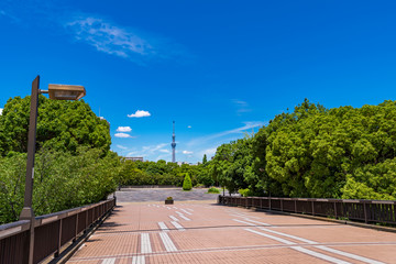 緑鮮やかな初夏の木場公園の風景