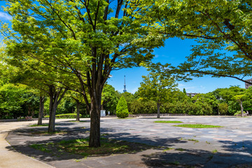 緑鮮やかな初夏の木場公園の風景