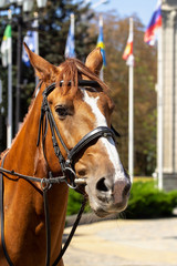 Obraz premium portrait of a horse close-up on a Sunny day