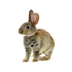 Obraz premium rabbit on a white background 