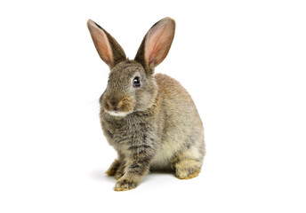 rabbit on a white background 