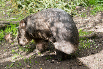 this is a side view of a wombat scratching
