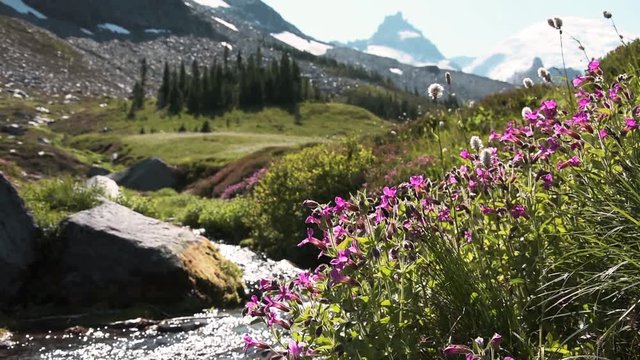 flowers in the mountains