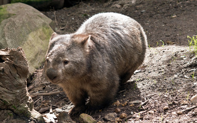 Fototapeta premium the wombat is walking around