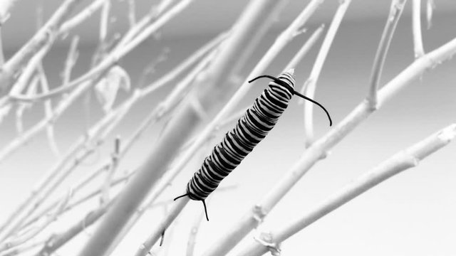 Caterpillar on plant branch mild wind blowing nature monarch butterfly Danaus plexippus black and white greyscale abstract larval stage artistic modern art abstract design creative videography outdoor