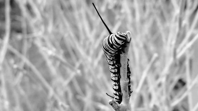 monarch butterfly Danaus plexippus caterpillar black and white greyscale abstract  feeding on a plant branch insect larval stage artistic modern art abstract design creative videography nature outdoor