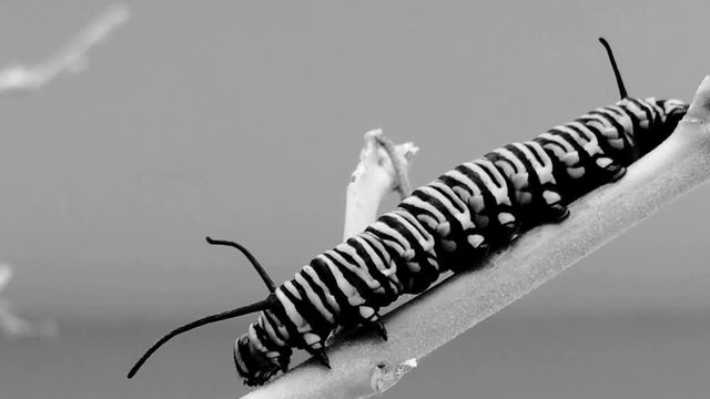 caterpillar climbing down plant branch monarch butterfly Danaus plexippus black and white greyscale abstract videography larval stage artistic modern art abstract design creative nature outdoor insect