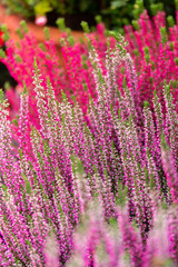 Fototapeta premium Heather Calluna blossom pink red flowers vertical. Heather vulgaris Calluna vulgaris bloom in the garden