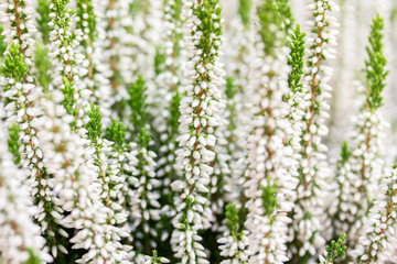 White flowers of Blooming Heather vulgaris. Blossom Heather Calluna background wallpaper horizontal...