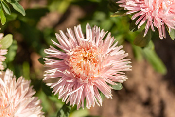 garden aster pink Callistephus chinensis, beautiful flower to bloom in autumn. Top view