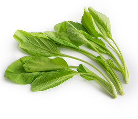 Fresh green mustard greens or caisim vegetable hydroponic and fresh organic isolated white background top view