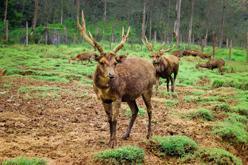elk in forest