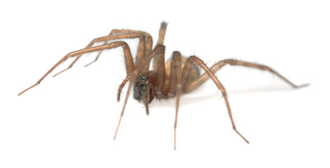 Barn funnel weaver, Tegenaria domestica spider isolated on white background, this spider can often be found in human homes