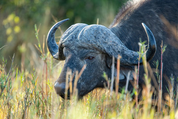 Buffalo breeding herd with large males