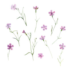 Set of watercolor wild carnations maiden pink