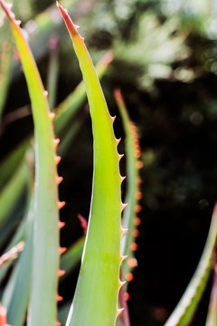 Close up of a cactus, Aloe vera close up