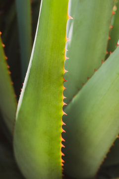 Close up of a cactus, Aloe vera close up