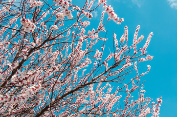 Blossom pink flowers of apricot in blue clear sky. Bloom. Spring