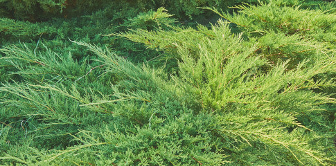 thuja creeping, stunted thuja close-up on a cloudy summer day