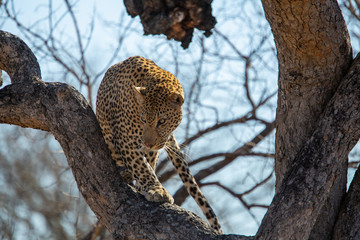Male leopard fleeing from a hyaena after losing his kill. Then being harassed by a herd of elephant
