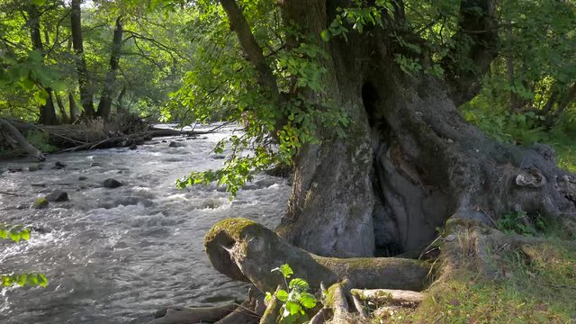 Hollow willow tree trunk near Olt river in Transylvania, Romania, flowing dirty water in the background.