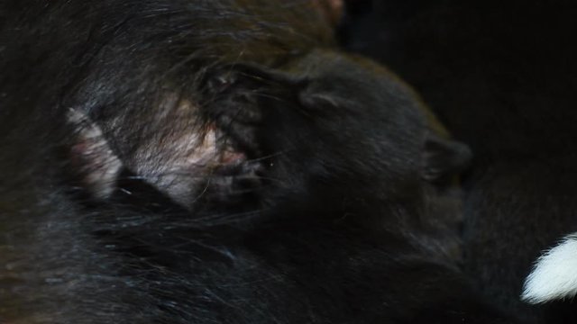 Puppies newborn suck mother's milk. Nursing bitch with children-motherhood dogs up close.