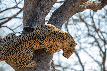 Male leopard fleeing from a hyaena after losing his kill. Then being harassed by a herd of elephant