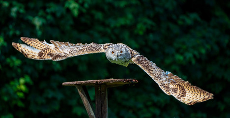 Eurasian Eagle Owl, Bubo bubo in a german nature park