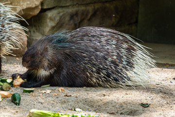 Indian crested Porcupine, Hystrix indica in a german zoo