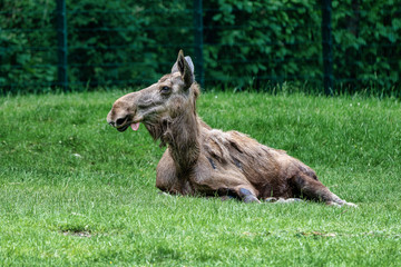 Naklejka na ściany i meble European Moose, Alces alces, also known as the elk