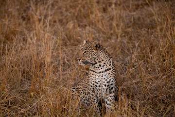 Female leopard trying to get the attention of a nearby male leopard