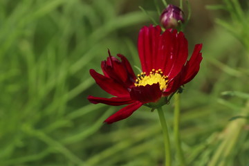 赤いオオハルシャギク